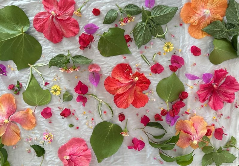 Hibiscus, bougainvillea, lantana and leaves laid out on white silk, seen from above